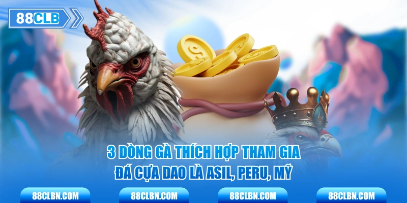 3 dòng gà thích hợp tham gia đá cựa dao là Asil, Peru, Mỹ