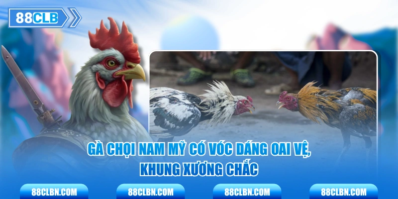 Gà chọi Nam Mỹ có vóc dáng oai vệ, khung xương chắc