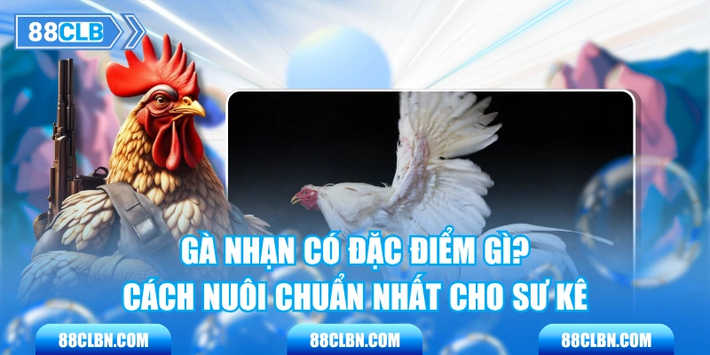 Gà Nhạn Có Đặc Điểm Gì? Cách Nuôi Chuẩn Nhất Cho Sư Kê