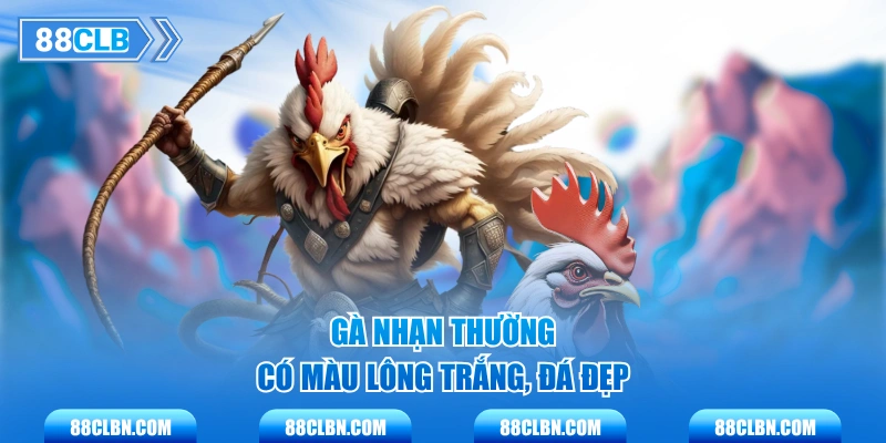 Gà Nhạn thường có màu lông trắng, đá đẹp