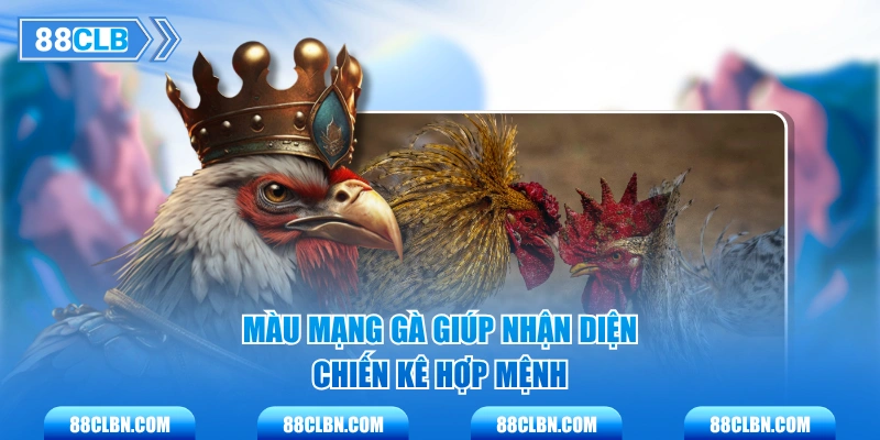 Màu mạng gà giúp nhận diện chiến kê hợp mệnh