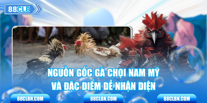 Nguồn Gốc Gà Chọi Nam Mỹ Và Đặc Điểm Dễ Nhận Diện