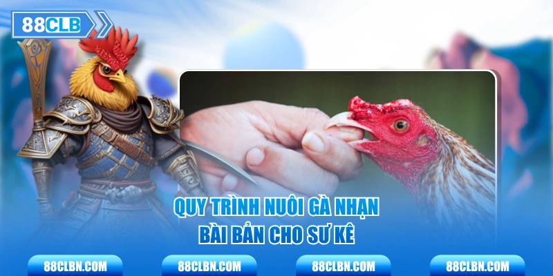 Quy trình nuôi gà Nhạn bài bản cho sư kê