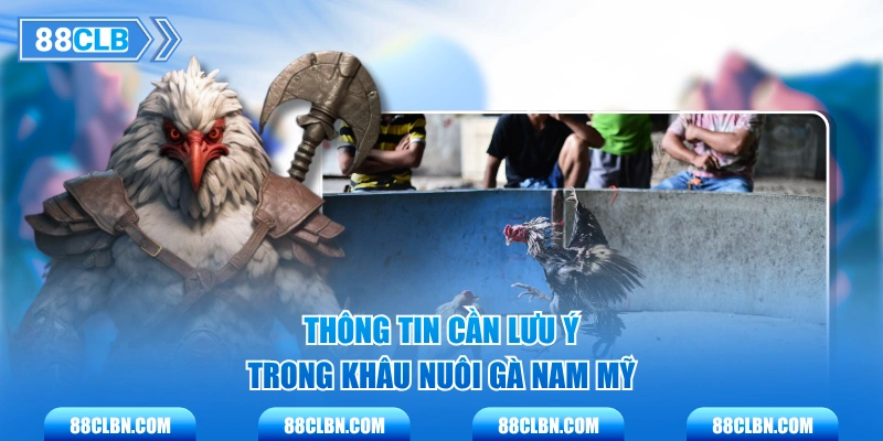 Thông tin cần lưu ý trong khâu nuôi gà Nam Mỹ
